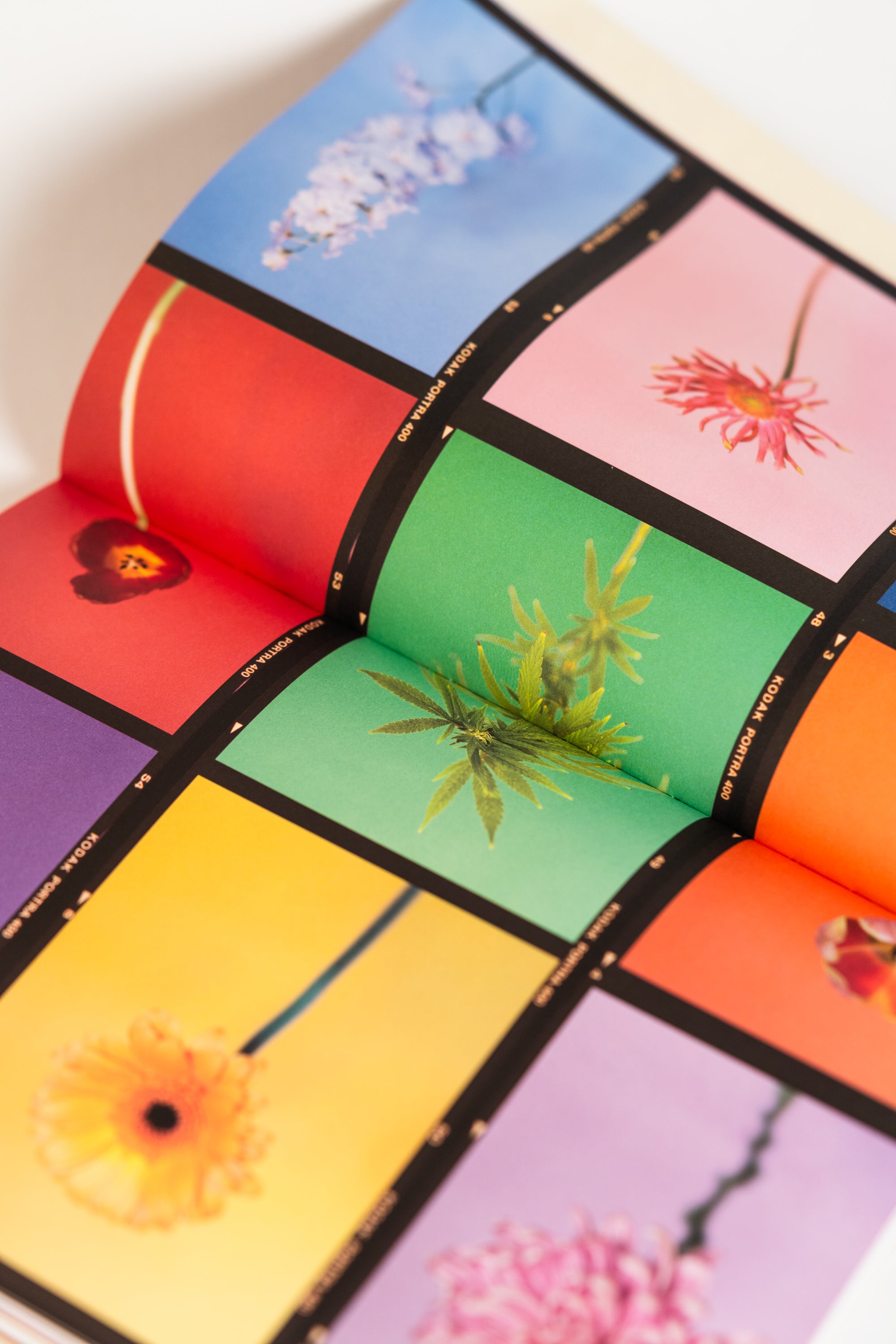 The Chromatics of Flowers