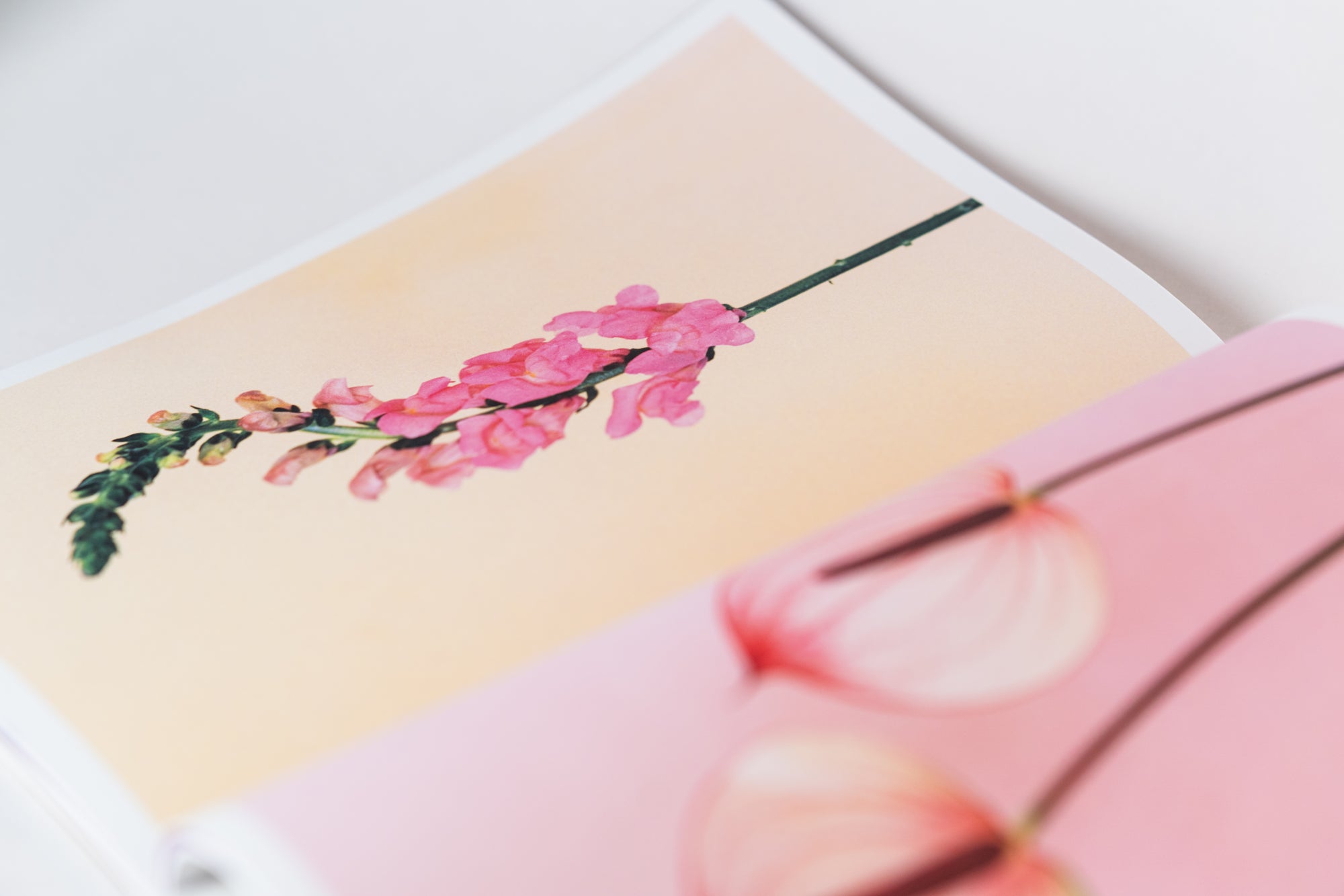The Chromatics of Flowers