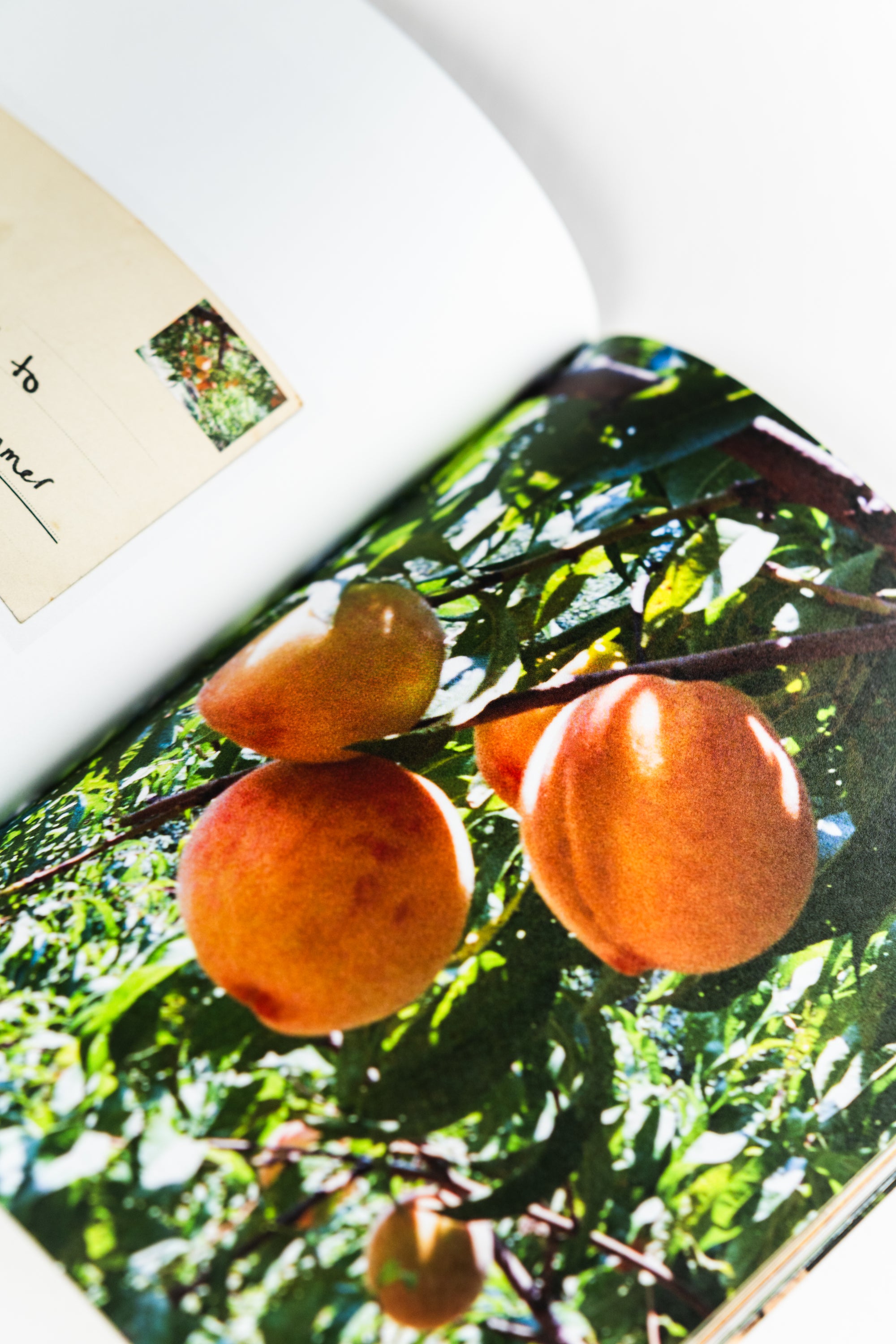 Garden Party Magazine | Issue 02
