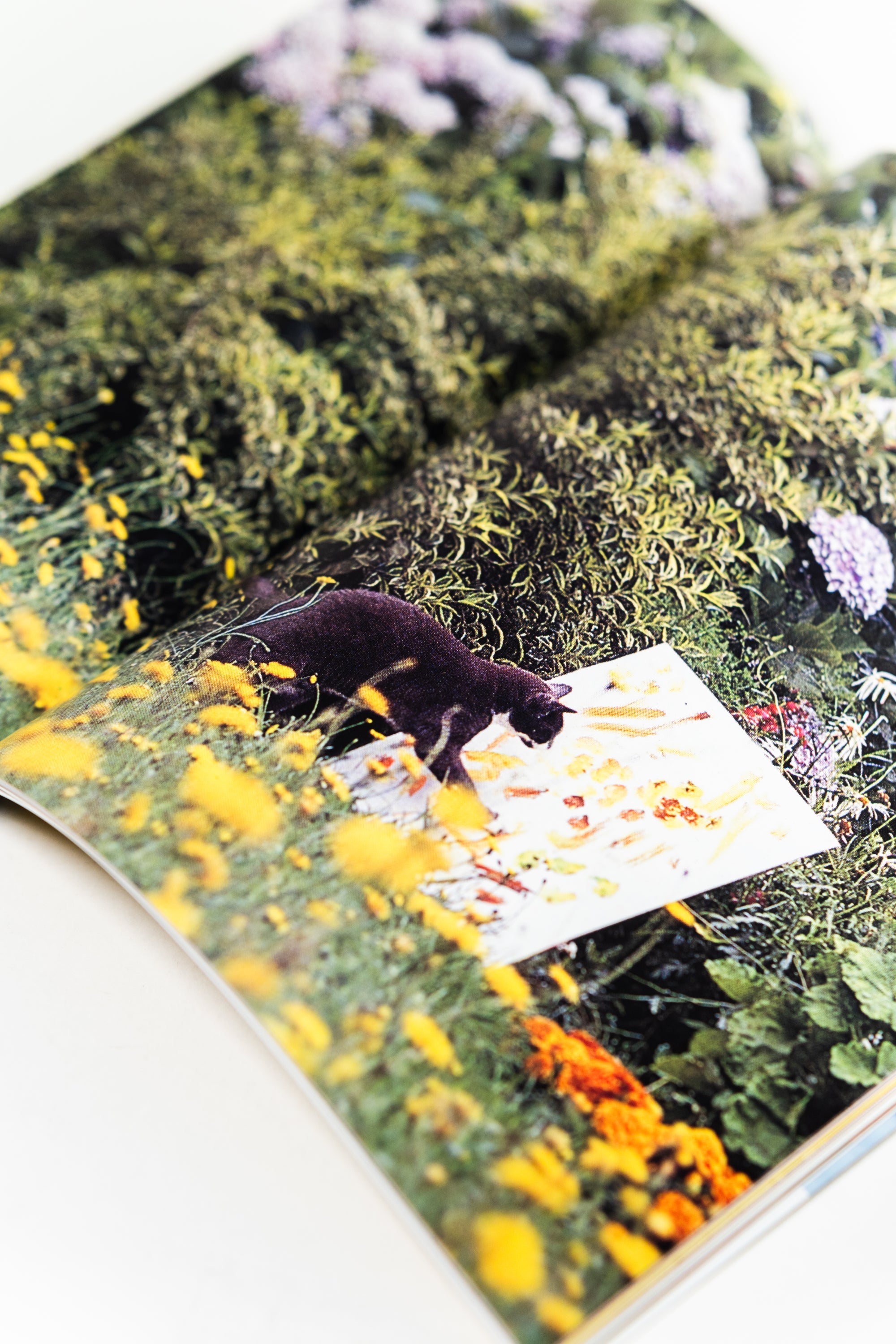 Catnip | Volume 2